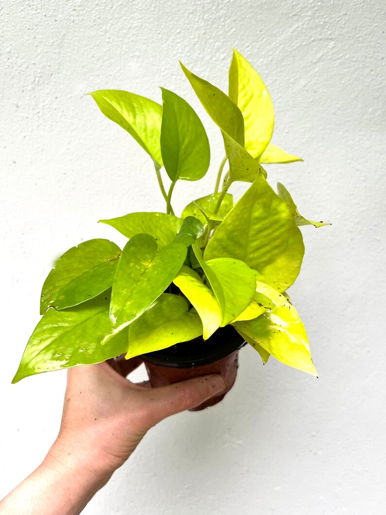 May include: A small potted golden pothos plant with bright yellow leaves. The plant is being held in a hand.
