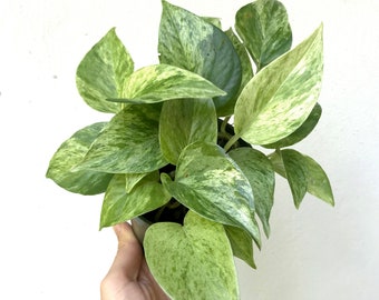 Marble Queen Pothos Starter Plant - Variegated Devil's Ivy - Indoor Live Plant