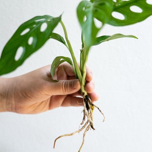 Fully Rooted Monstera Adonsonii Plant | Swiss Cheese Plant Vine - Live Indoor House Plant | Plant Gift for Gardeners