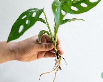 Monstera Adonsonii Swiss Cheese Plant: Rooted Vine Cutting