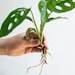 Fully Rooted Monstera Adonsonii Plant | Swiss Cheese Plant Vine - Live Indoor House Plant | Plant Gift for Gardeners 