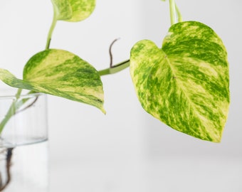 Rooted Hawaiian Golden Pothos: Variegated Live House Plant