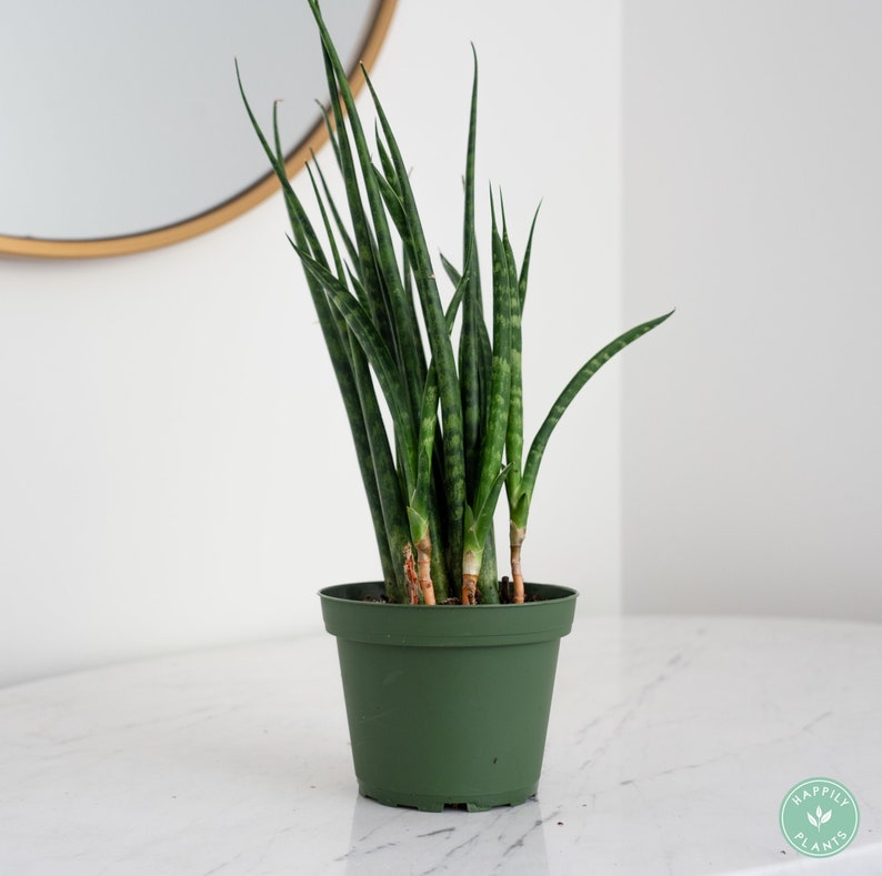 Sanseveria Cylindrica in 4 Pot Mikado Snake Plant Snake Plant Indoor Live House Plants image 1