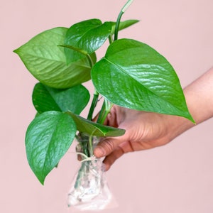 Rooted Jade Pothos Plant Vine  - Jade Pothos Fresh Cutting - Green Jade Pothos - Low Light House Plant (Free Care Guide)