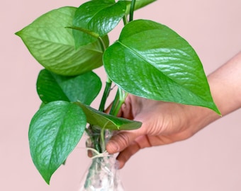 Rooted Jade Pothos Plant Cutting - Low Light Houseplant (Free Care Guide)