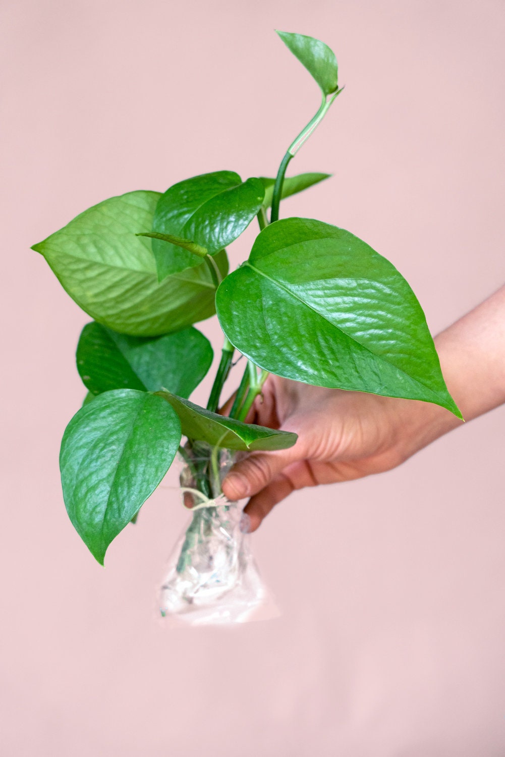 Jade Pothos Low Light House Plant Etsy