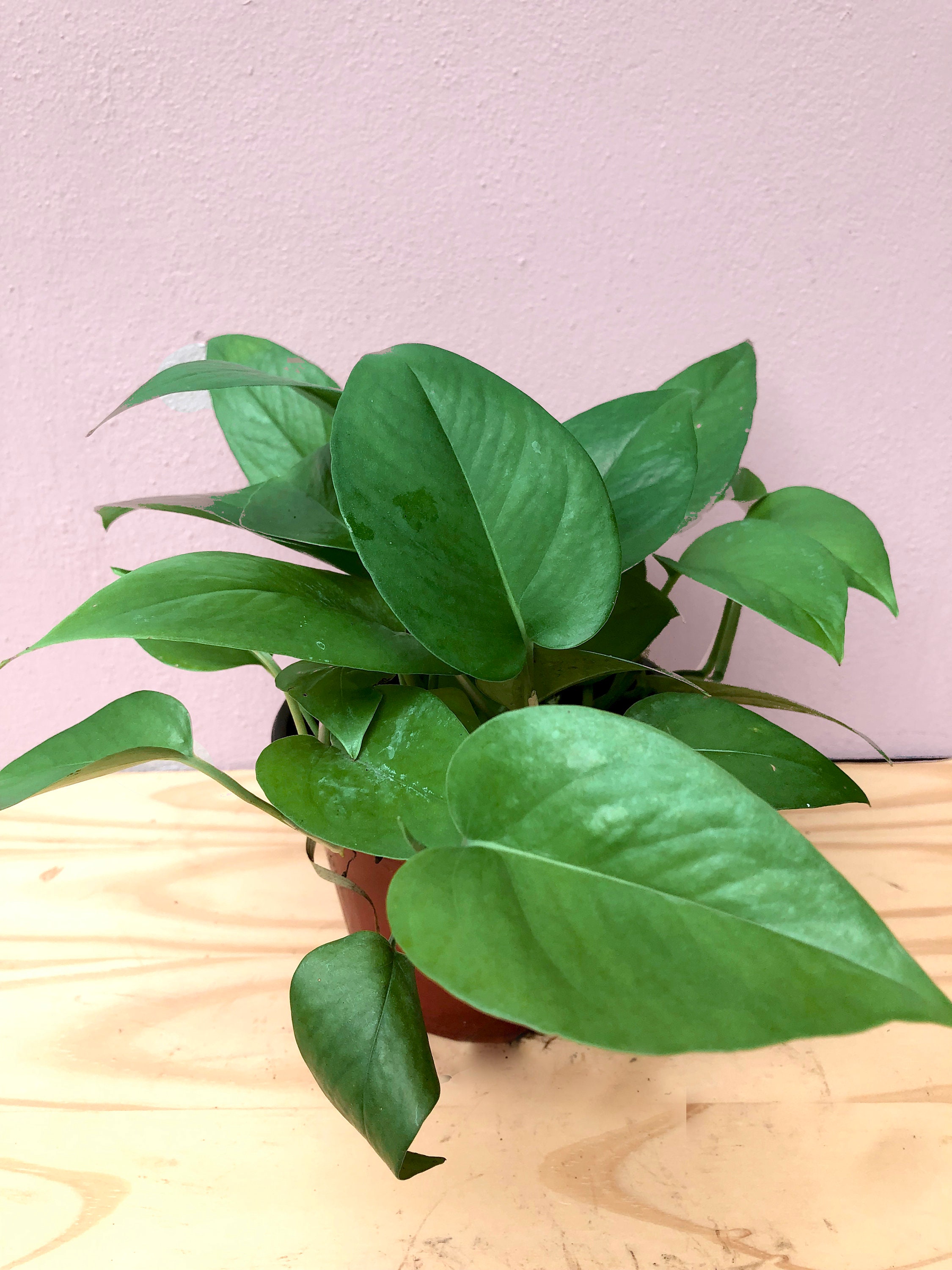 Jade Pothos Low Light House Plant Etsy