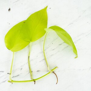 May include: Two bright green leaves with stems and roots, ready for propagation. The leaves are heart-shaped and have a glossy finish.