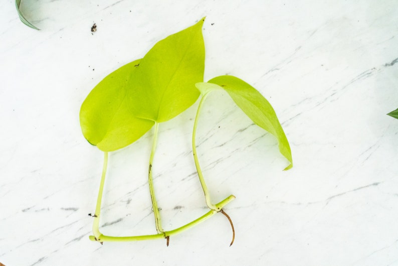 May include: Two bright green leaves with stems and roots, ready for propagation. The leaves are heart-shaped and have a glossy finish.