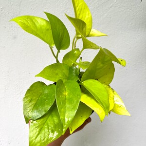 May include: A potted golden pothos plant with bright yellow leaves. The plant is being held in a hand.