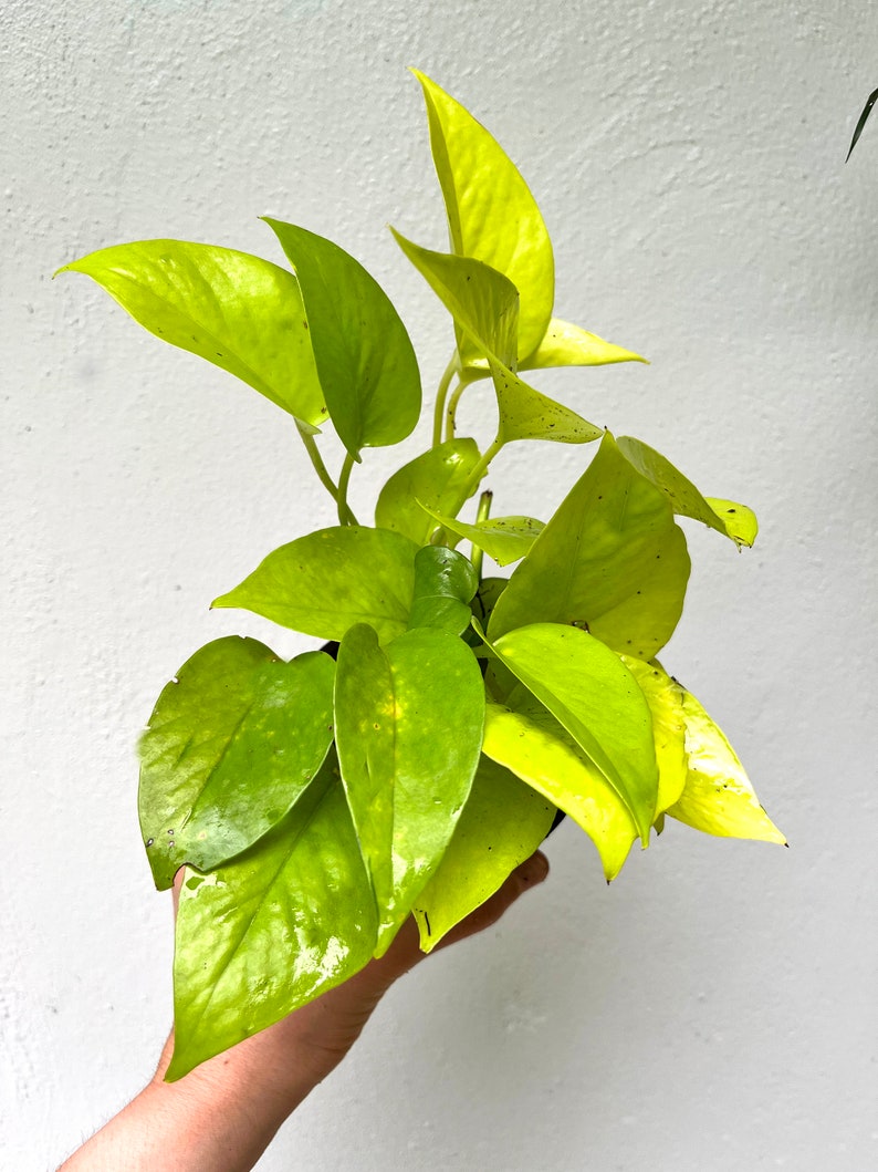 May include: A potted golden pothos plant with bright yellow leaves. The plant is being held in a hand.