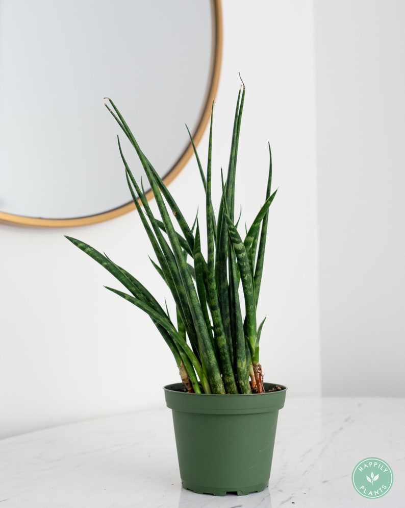 Sanseveria Cylindrica in 4 Pot Mikado Snake Plant Snake Plant Indoor Live House Plants image 3