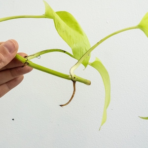 May include: A close-up of a green plant with long, thin stems and light green leaves. The plant has several roots growing from the stem.