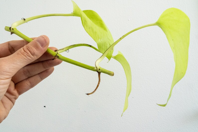 May include: A close-up of a green plant with long, thin stems and light green leaves. The plant has several roots growing from the stem.