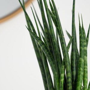 Sanseveria Cylindrica in 4 Pot Mikado Snake Plant Snake Plant Indoor Live House Plants image 2