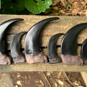 May include: Five black bear claws of varying sizes, arranged in a row on a wooden surface. The claws are polished and have a dark brown color.