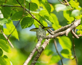 Colibrì gola di rubino che atterra sul suo nido