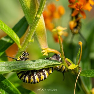 Monarch Caterpillar on the Milkweed
