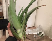 Organic bareroots Aloe Vera. (Come in different Size from Baby to Large)