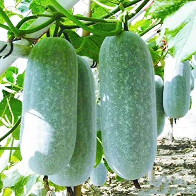 15 25 Organic Wax Gourd/ Winter Melon Seeds Etsy