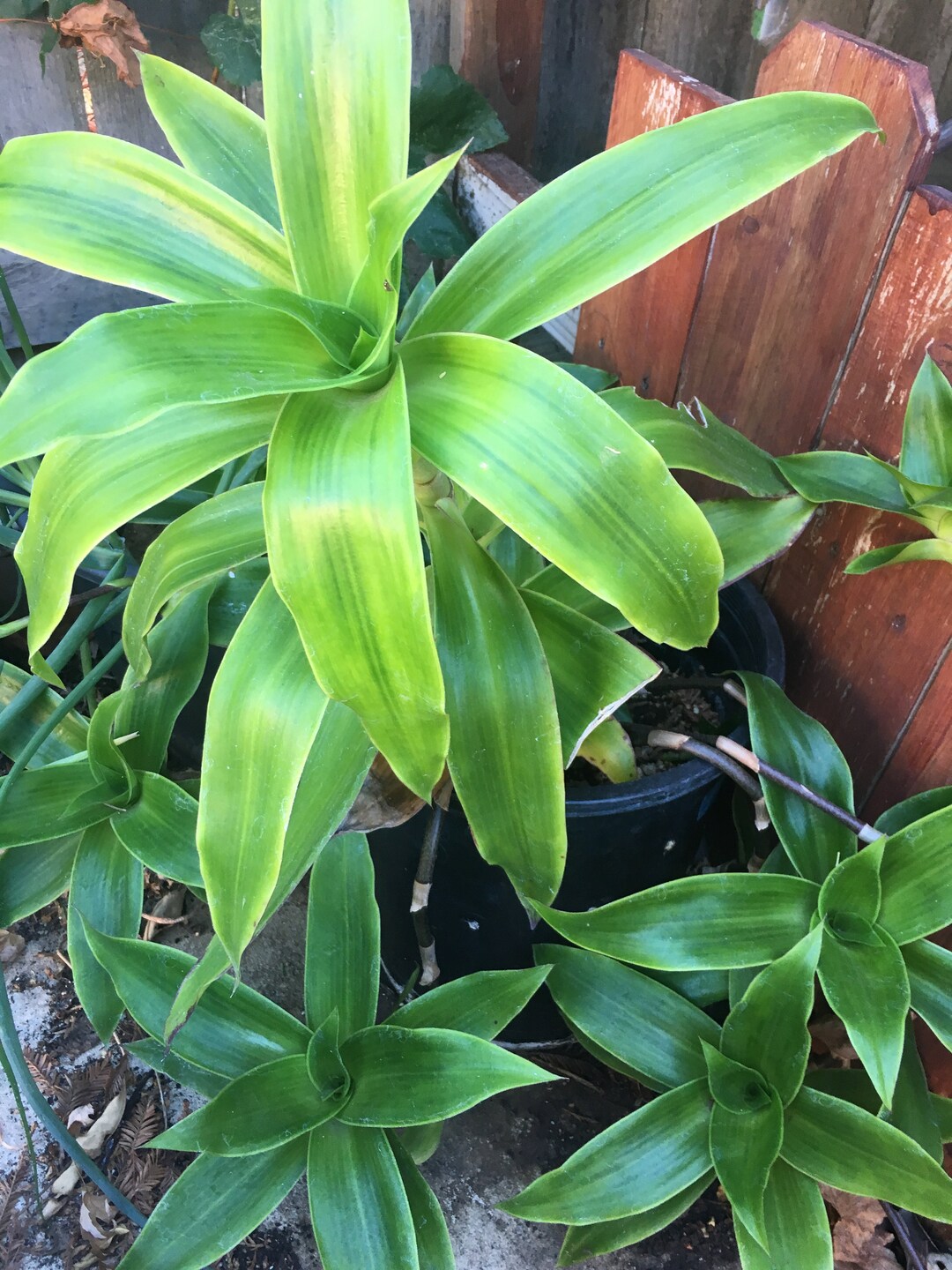 Callisia Fragrans Basket Plant Tendril Cuttings/offset cây Etsy