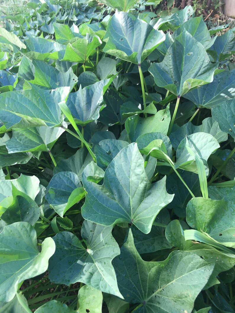 Okinawan sweet Purple potatoes aka Hawaiian Sweet