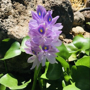 5 10 20 Water Hyacinth  baby/Small/Medium/Large floating plants for your pond + Bonus Free plant!Luc Binh