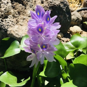 5 10 20 Water Hyacinth  baby/Small/Medium/Large floating plants for your pond + Bonus Free plant!Luc Binh