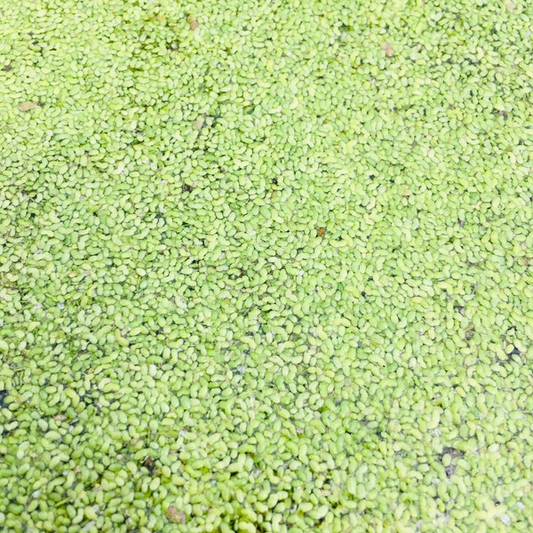 Wild Live Duckweed for you pond/fish