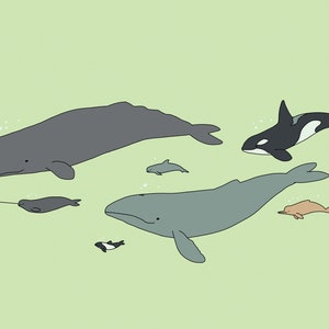 cetacean pod 12x18&quot; illustration print