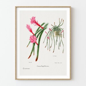 Kaktus Poster, Vintage botanische Kunst, Wüstenblume Wandkunst, Vintage Kaktus Illustration, Kaktus druckbare Wandkunst