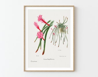 Cactus Poster, Vintage Botanical Art, Desert Flower Wall Art, Vintage Cactus Illustration, Cactus Printable Wall Art