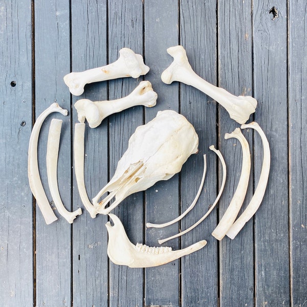 Animal Bones - Etsy