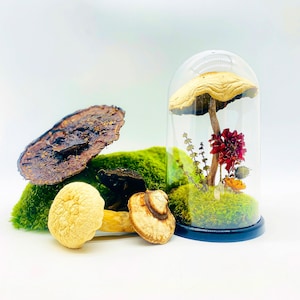 Real Wildcrafted Mushroom & Forest Moss Dome Cloche Terrarium - Dark Academia Bookshelf Decor, Nature Lover Handmade Gift, Natural Science