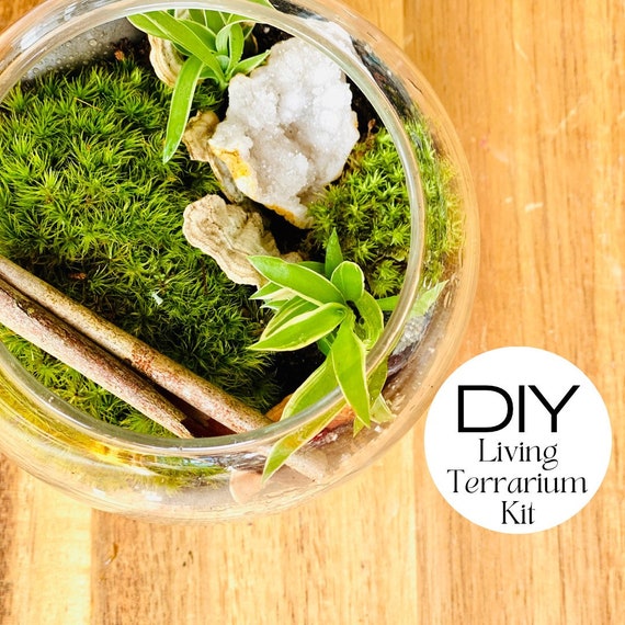 Make-It-Yourself Gifts: Terrarium Kit