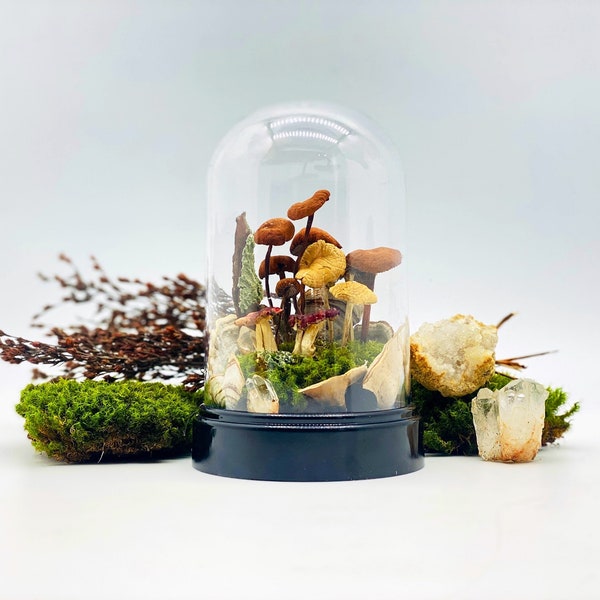 Real Dried Mushroom Decor Cloche Terrarium | Dome Herbarium | Natural Moss | Sustainable Home Decor | Nature Lover Handmade Gift
