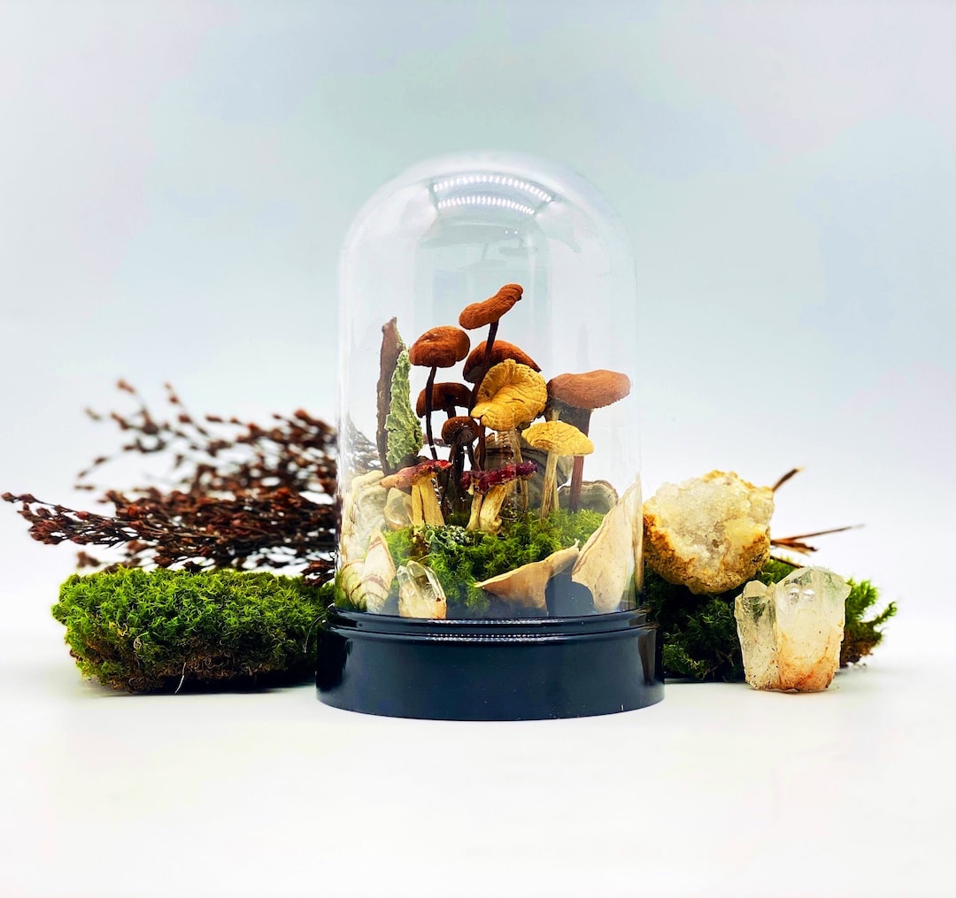 Real Dried Mushroom & Preserved Moss Cloche Terrarium Dome Herbarium