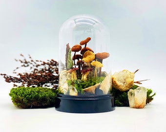 Real Dried Mushroom & Preserved Moss Cloche Terrarium - Dome Herbarium, Cottagecore Decor, Sustainable Home Gift, Nature Lover Handmade Gift