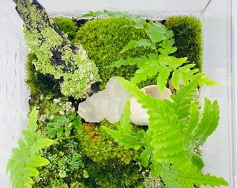 Closed Terrarium Kit - Live Moss Terrarium Container Pothose House Plant Gift for Teacher, Crafter Gift for Mom, Earth Day Gift for All