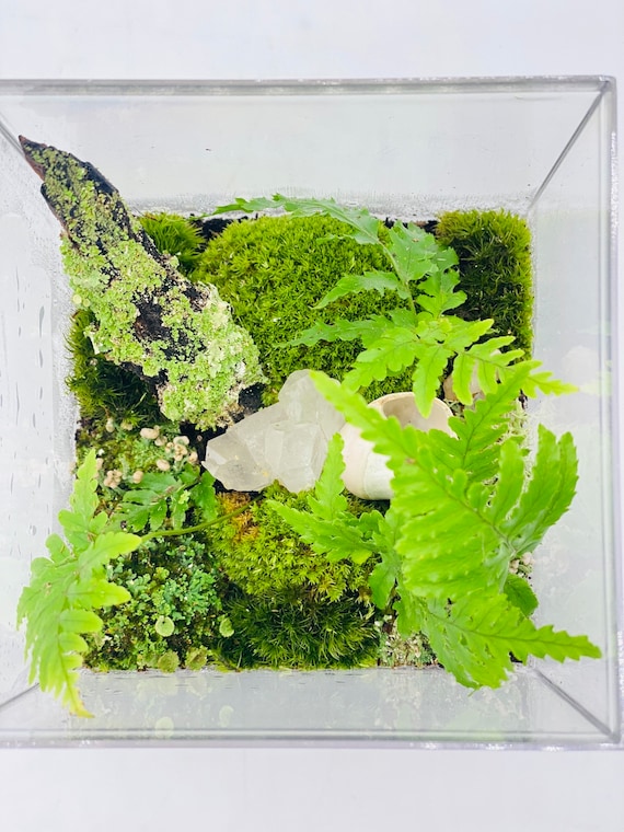 Closed Terrarium Kit Live Moss Terrarium Container Pothose House Plant Gift  for Teacher, Crafter Gift for Mom, Earth Day Gift for All 