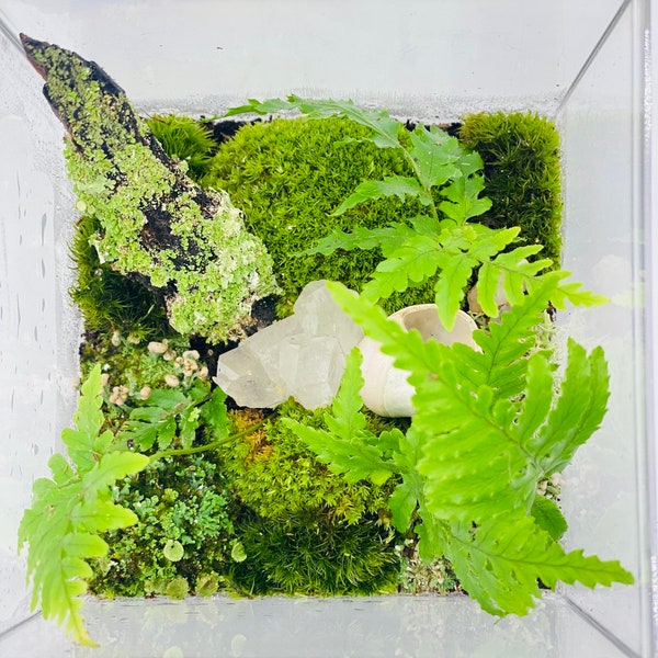 Closed Terrarium Kit - Live Moss Terrarium Container Pothose House Plant Gift for Teacher, Crafter Gift for Mom, Earth Day Gift for All