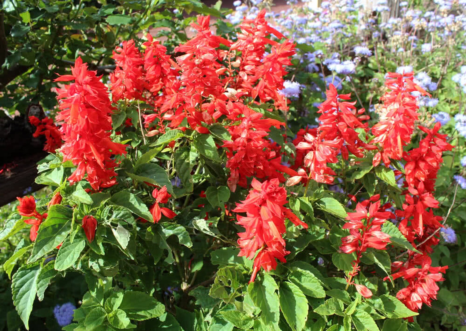 Scarlet Sage Saucy Red Red Salvia Flower 10 Seeds Etsy