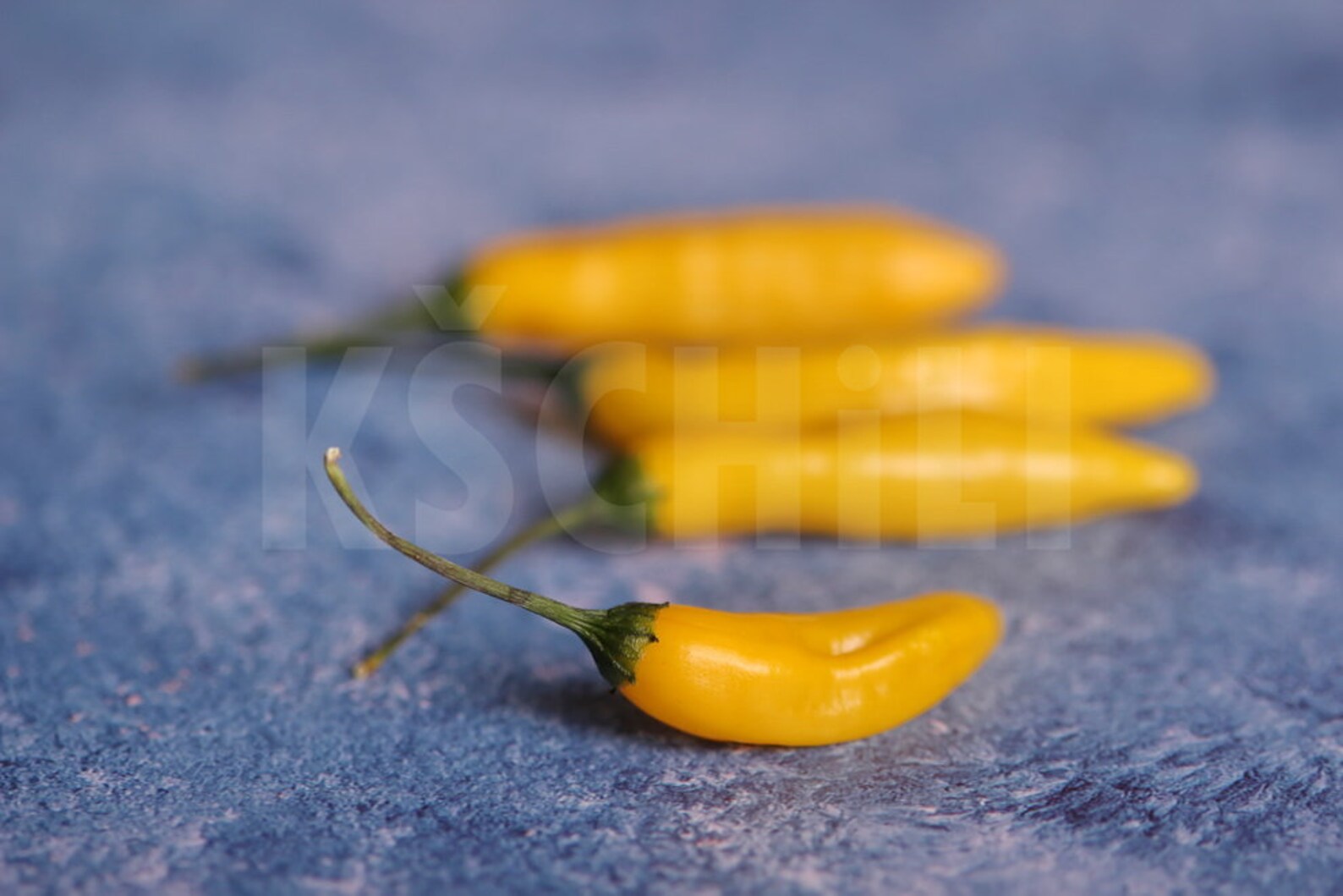 Lemon Drop Hot Chili Pepper 8 Seeds Capsicum Baccatum Etsy