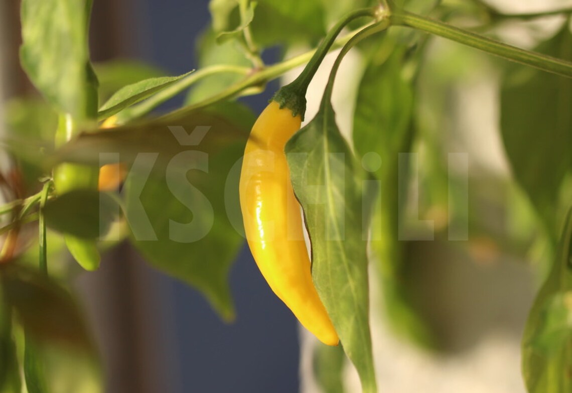 Lemon Drop Hot Chili Pepper 8 Seeds Capsicum Baccatum Etsy