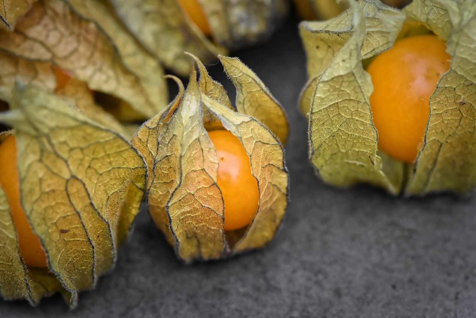 Cape Gooseberry Physalis peruviana Ground Cherry Golden Etsy