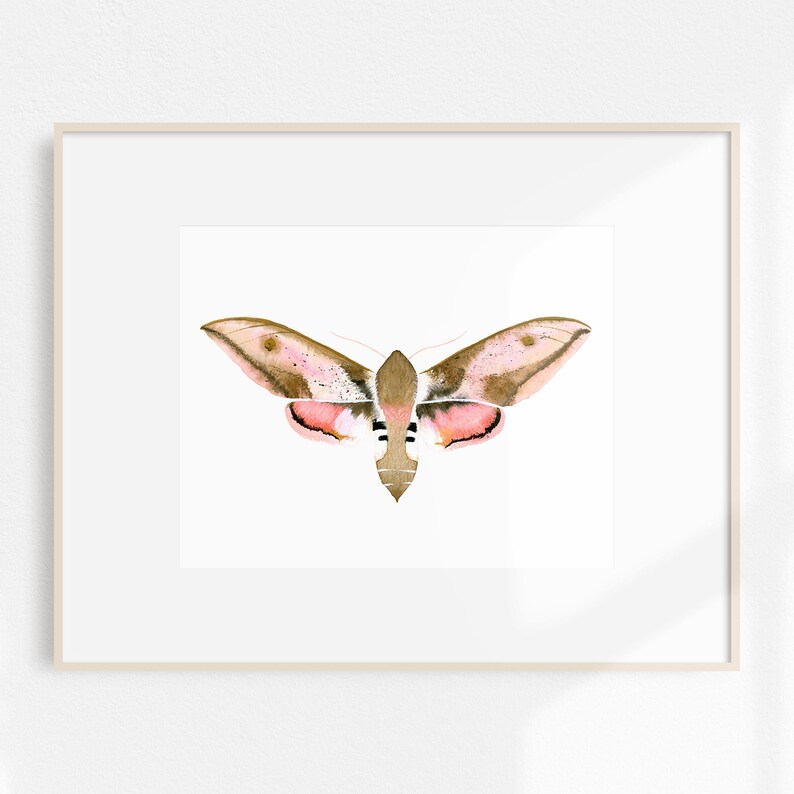 Hawk Moth Art Print 8x10 image 2