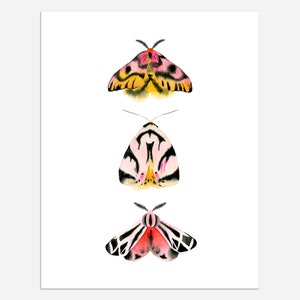 Sheep & Tiger Moths Art Print 11x14 image 2