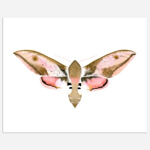 Hawk Moth Art Print 8x10 image 1