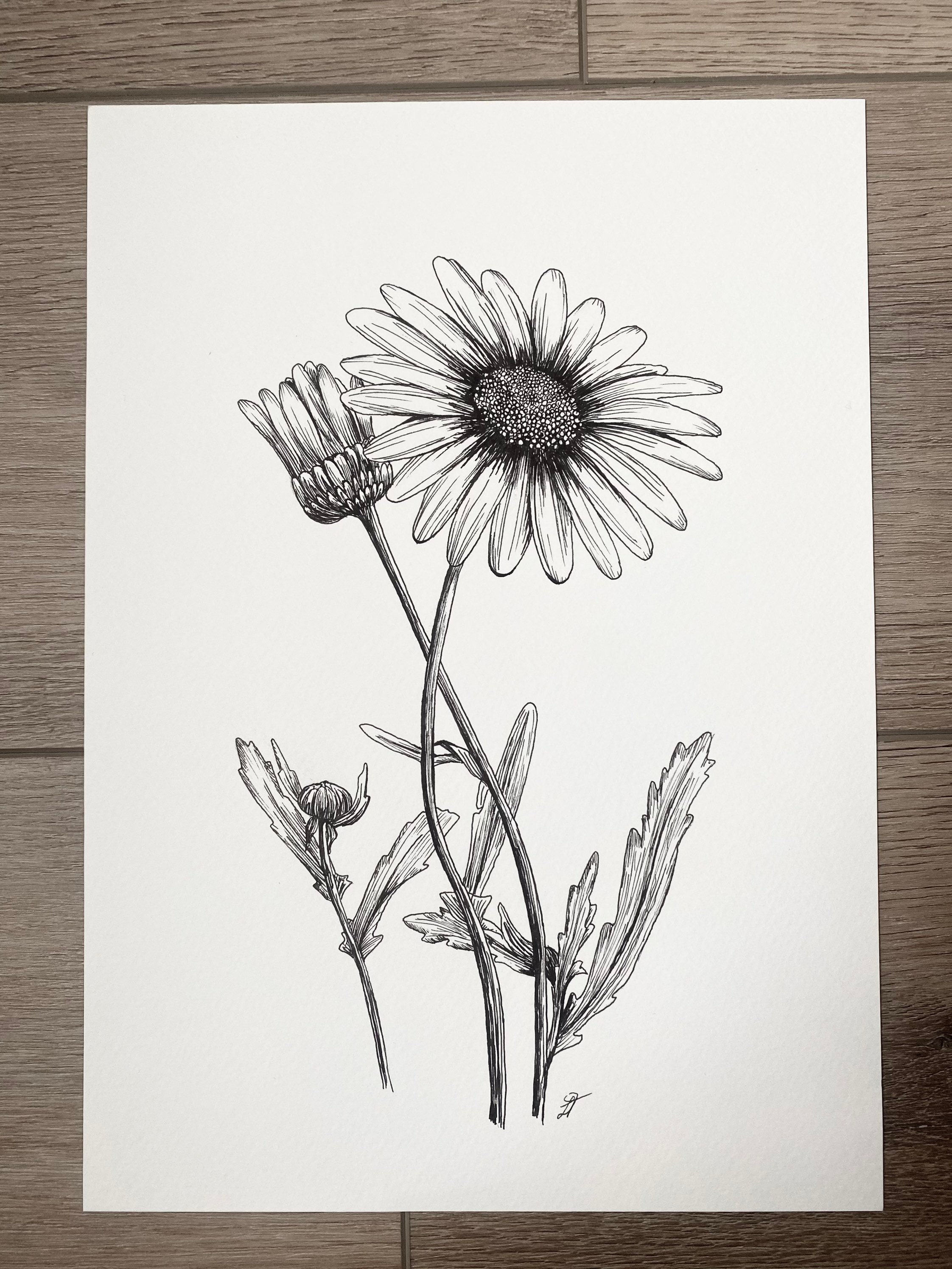 Original Daisy Ink Sketch April Birth flower 297x210mm A4 | Etsy