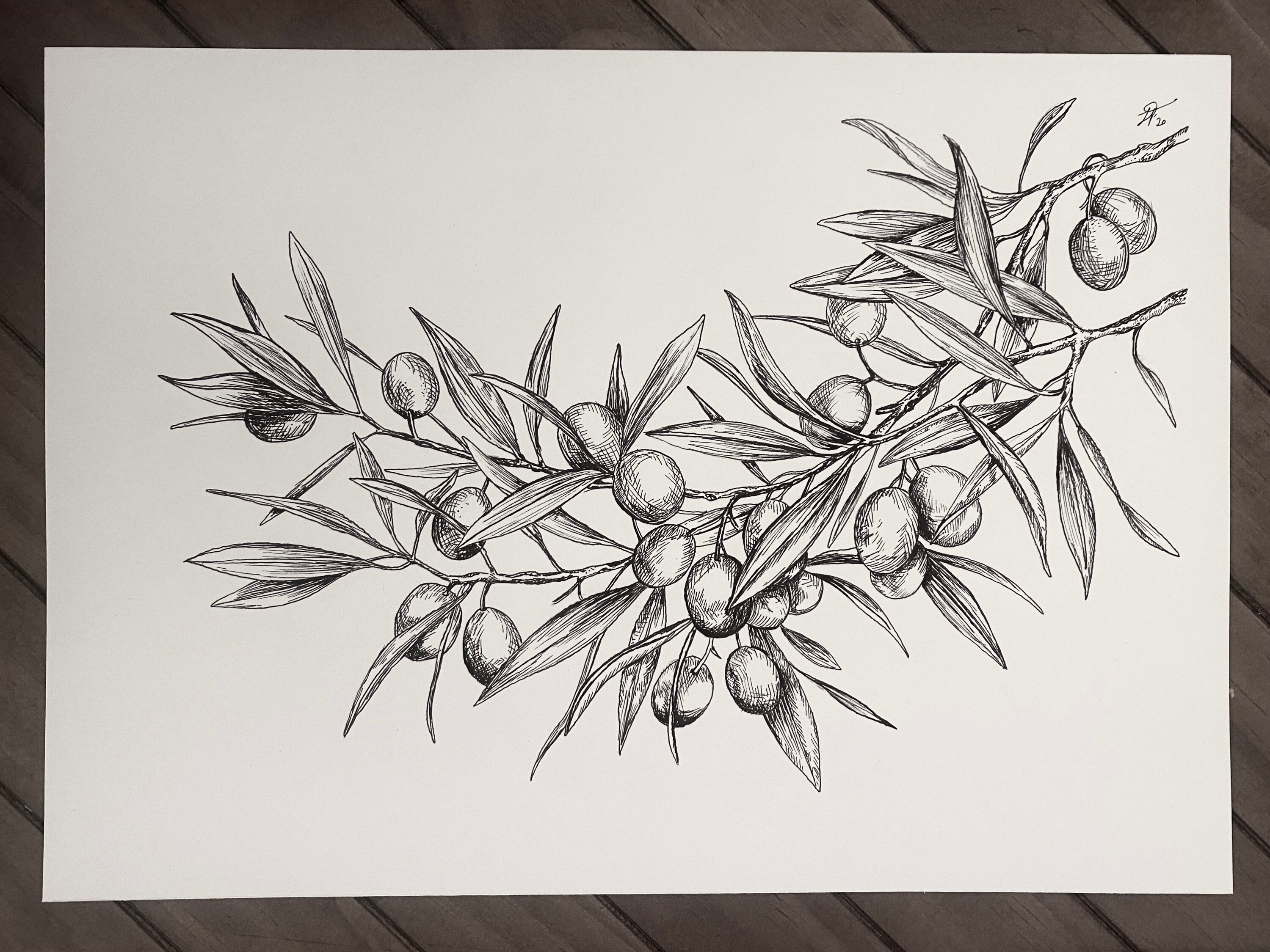 Original Olive Branch Ink Drawing 297x210mm Etsy